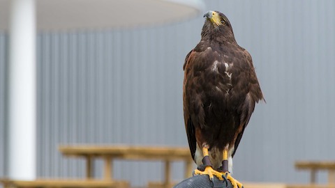 A hawk on a perch at Herman Miller's Portal Mill offices in the UK.